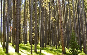 Best Management Practices: Turning a Logging Deck into Wildlife Habitat