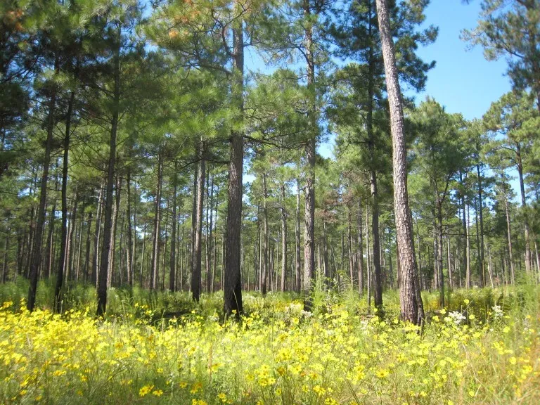 Forest & Wildflowers 