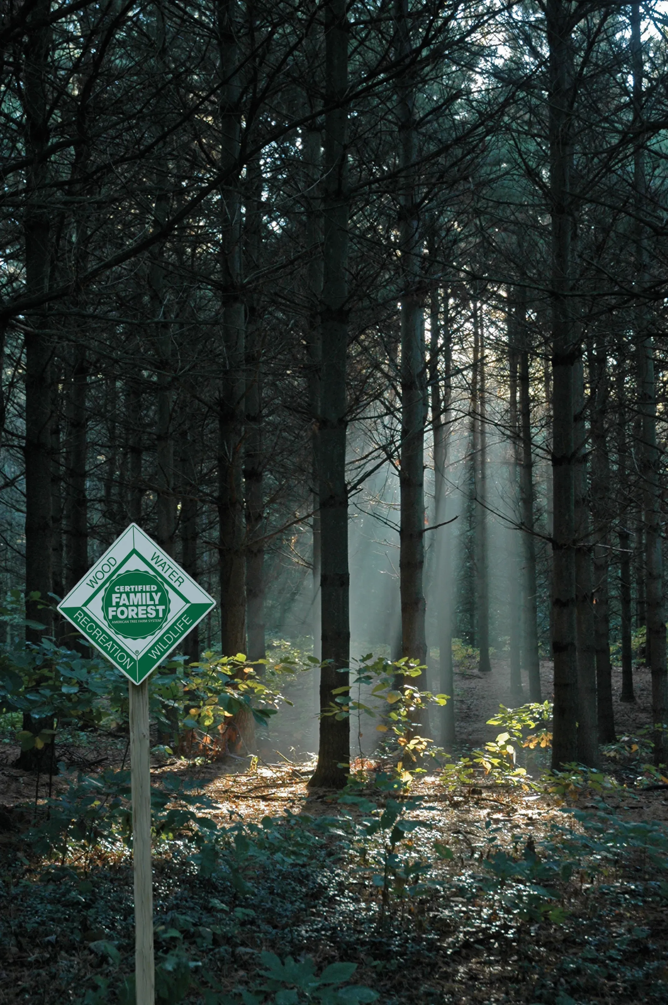 Woodlands With Cf Fogo