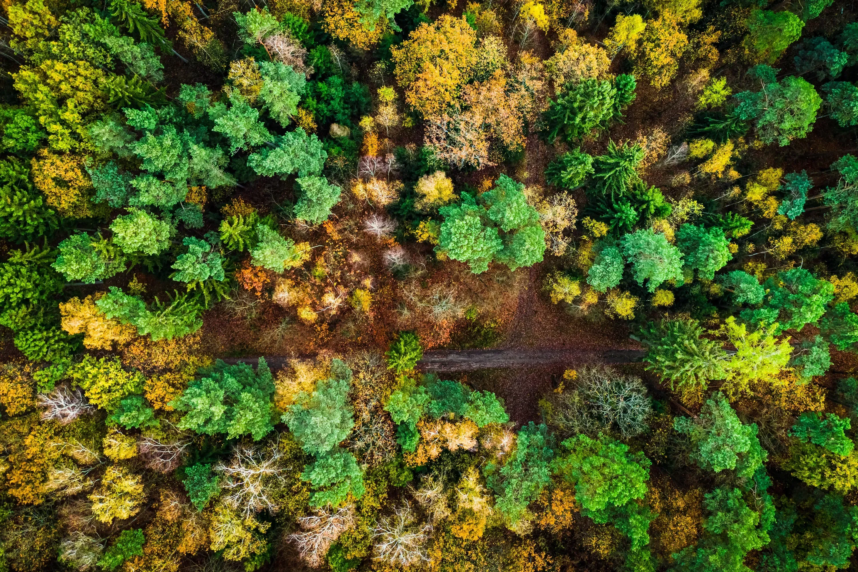 Aerial View of Autumn Forest and Country Road 2025 03 24 02 13 03 Utc