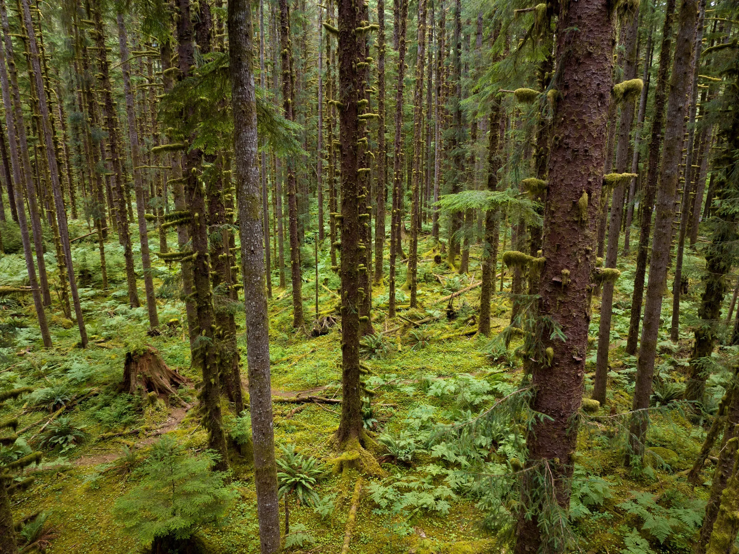 Nw Mossy Forest1