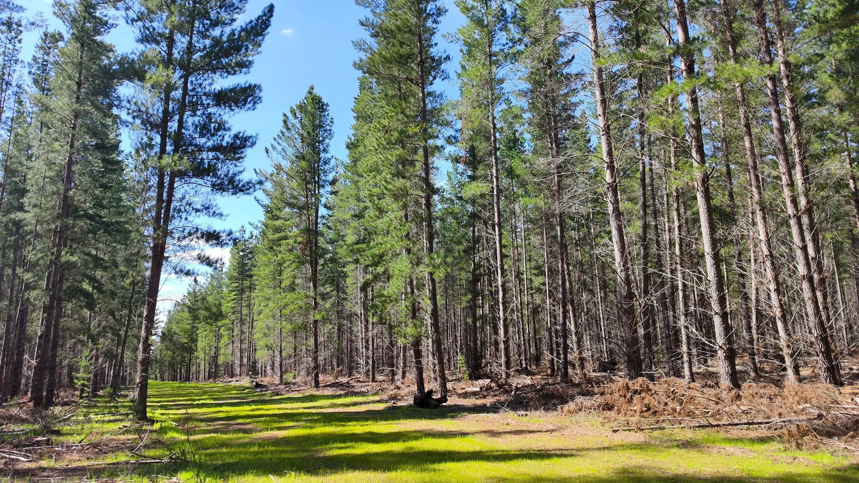 Pine Forest Wildlife Opening