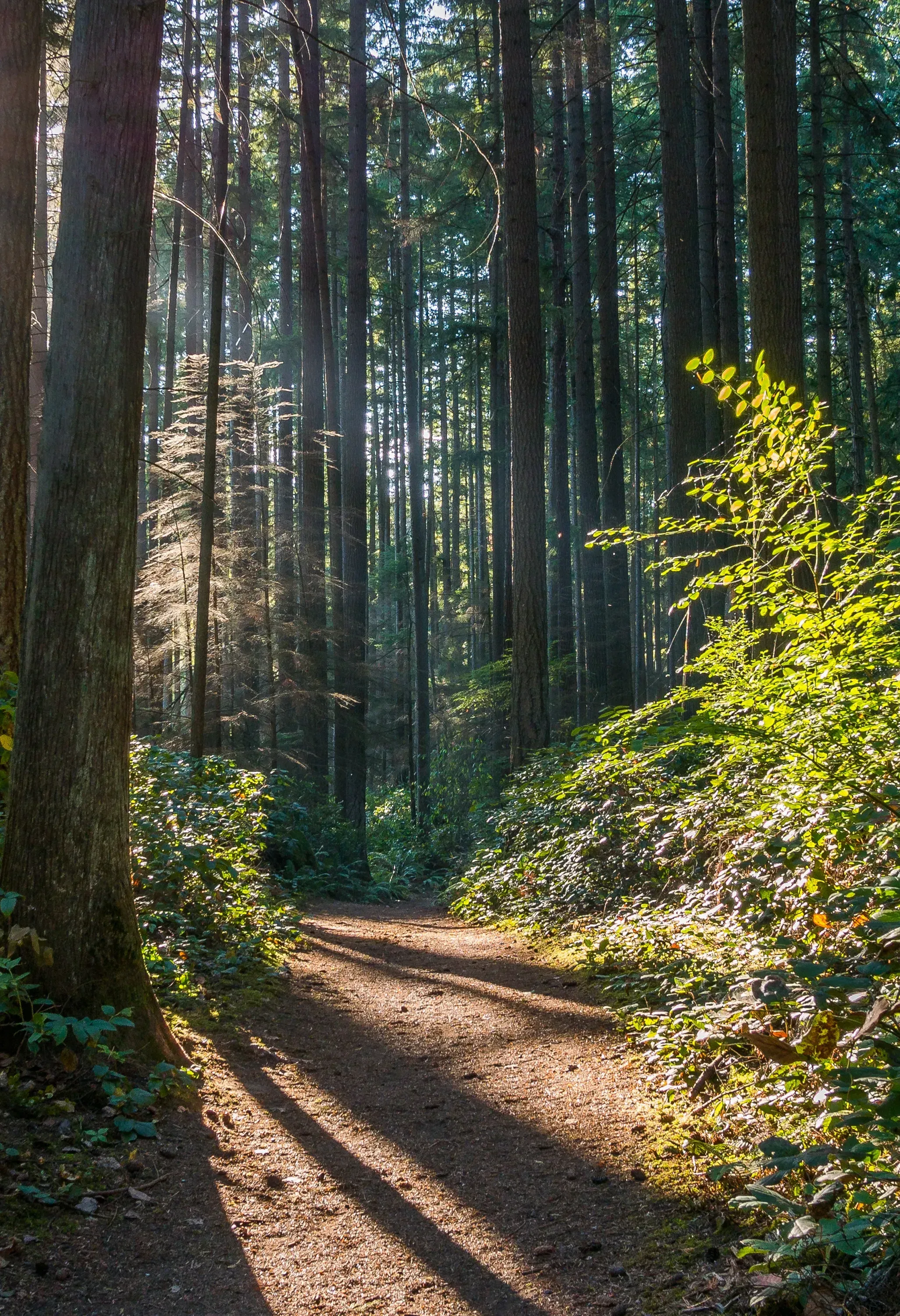 Pnw Forest (1)