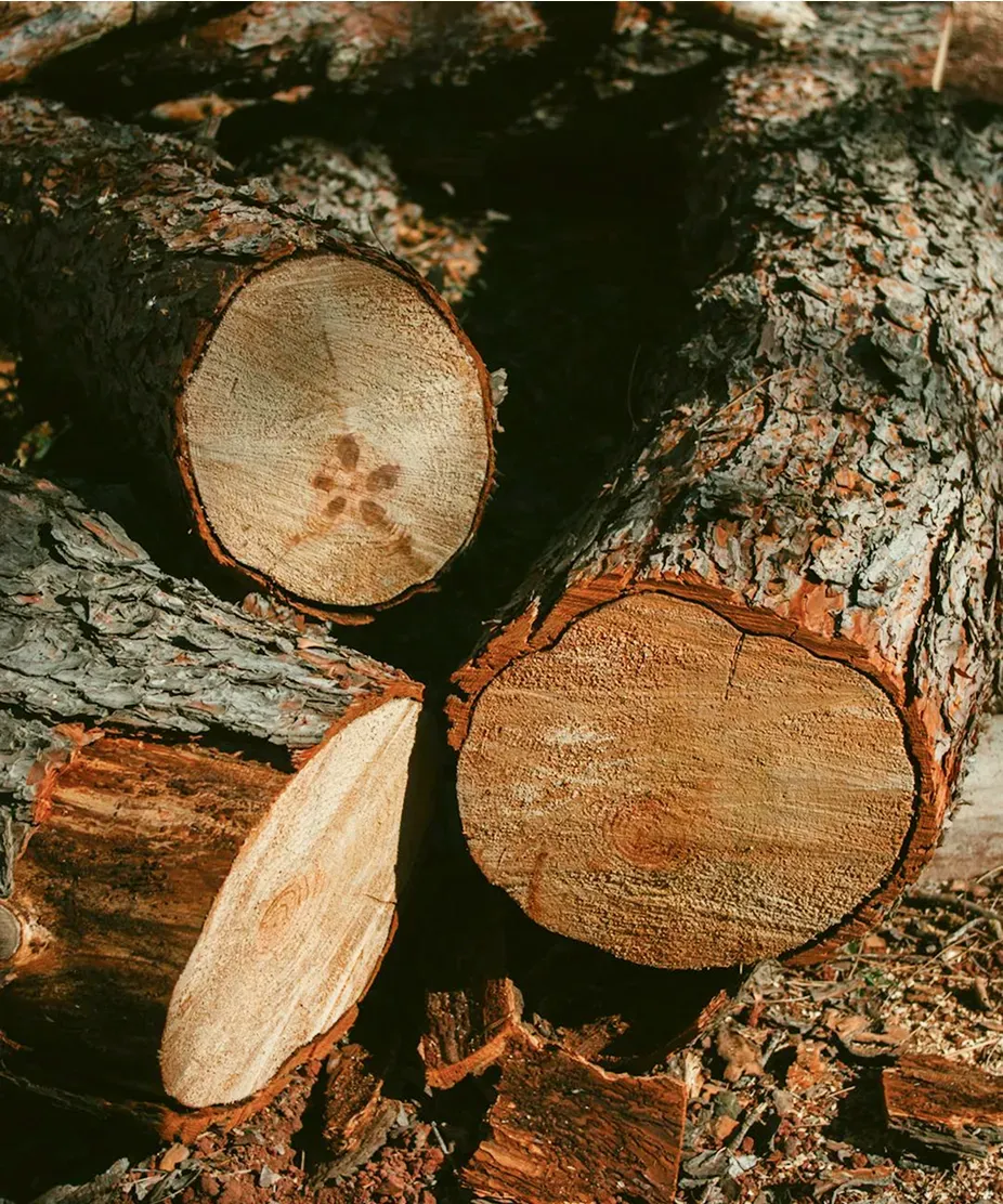 Cut Trees