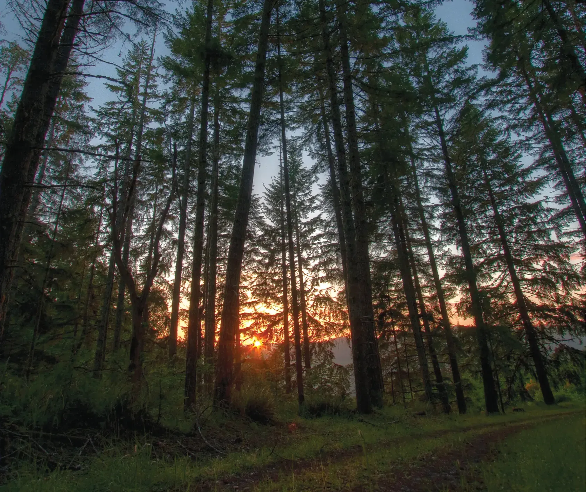 75  Sunrise Trees2