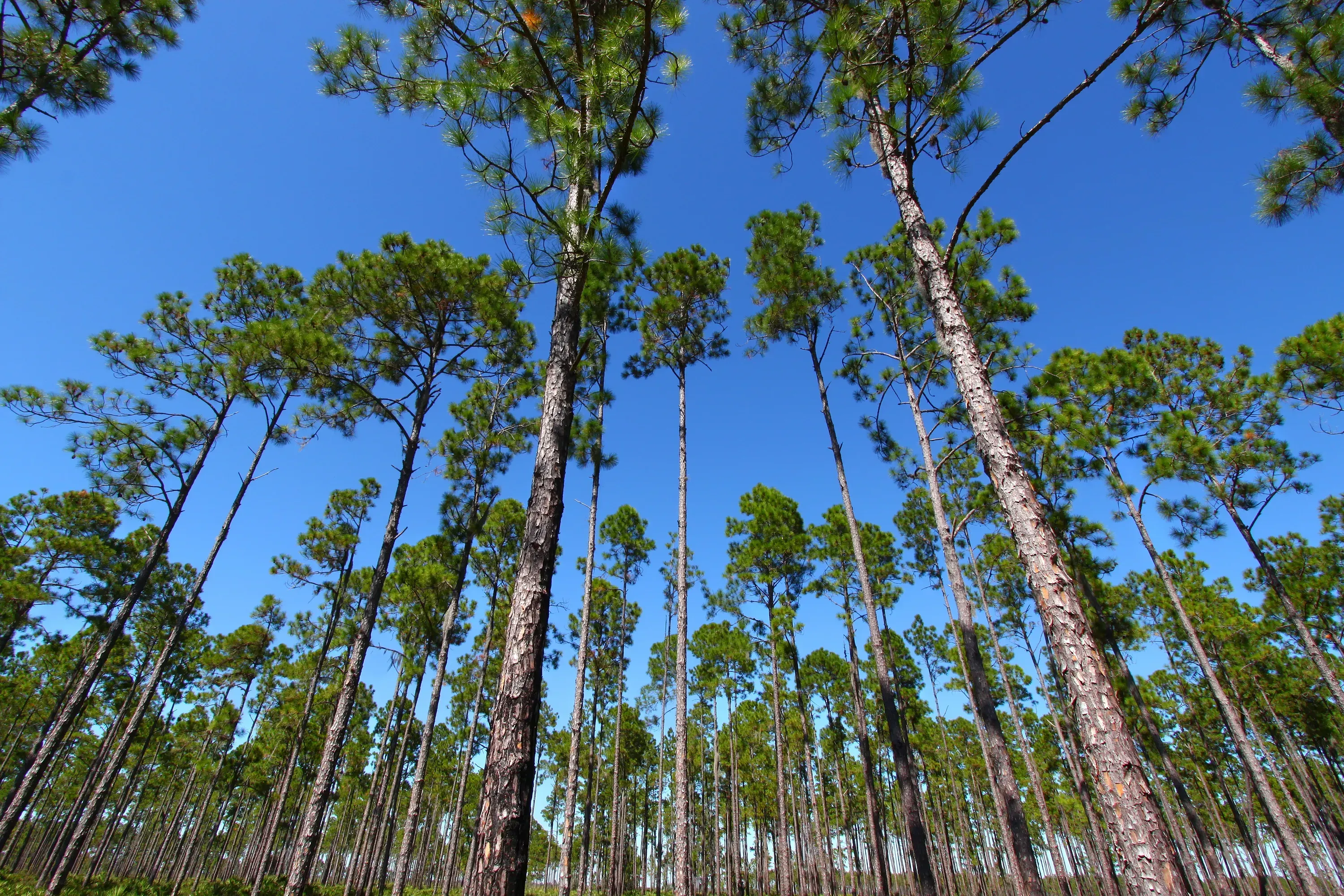 Southern Forest   Shutterstock (3)
