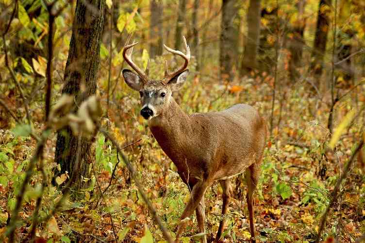Is Quality Deer Management Right for my Tree Farm?