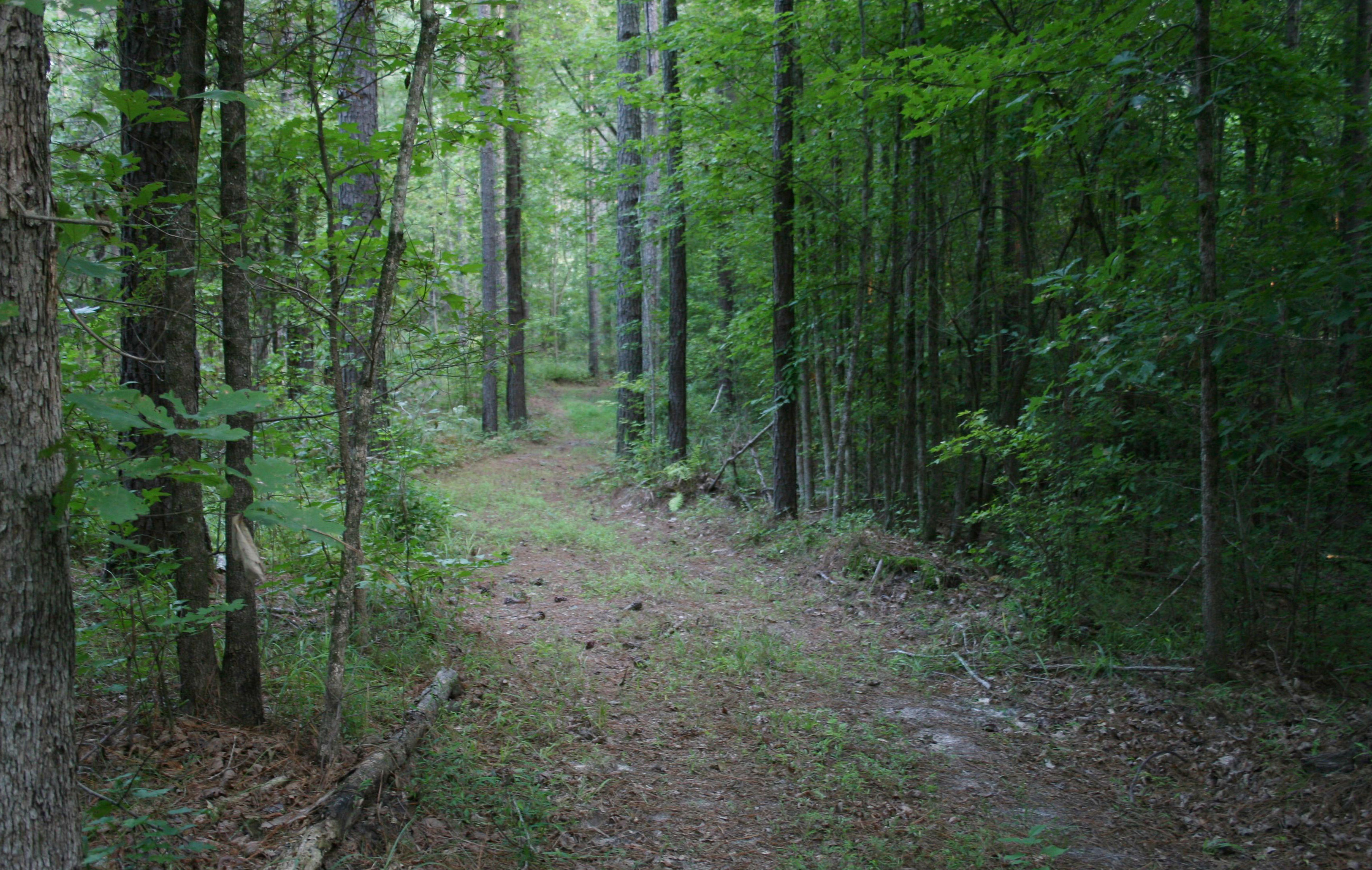 North Carolina Tree Farm Program