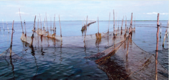 Tree Farmer Bulletin: Surf and Turf: Chesapeake Bay Watermen Catch Fish  with Trees